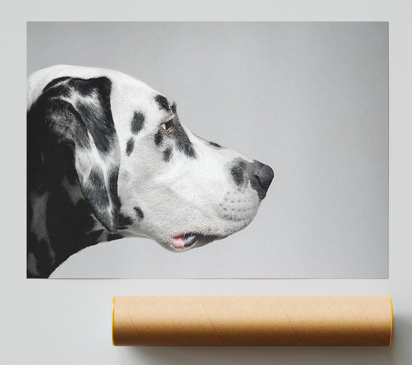 Dalmation Dog Face