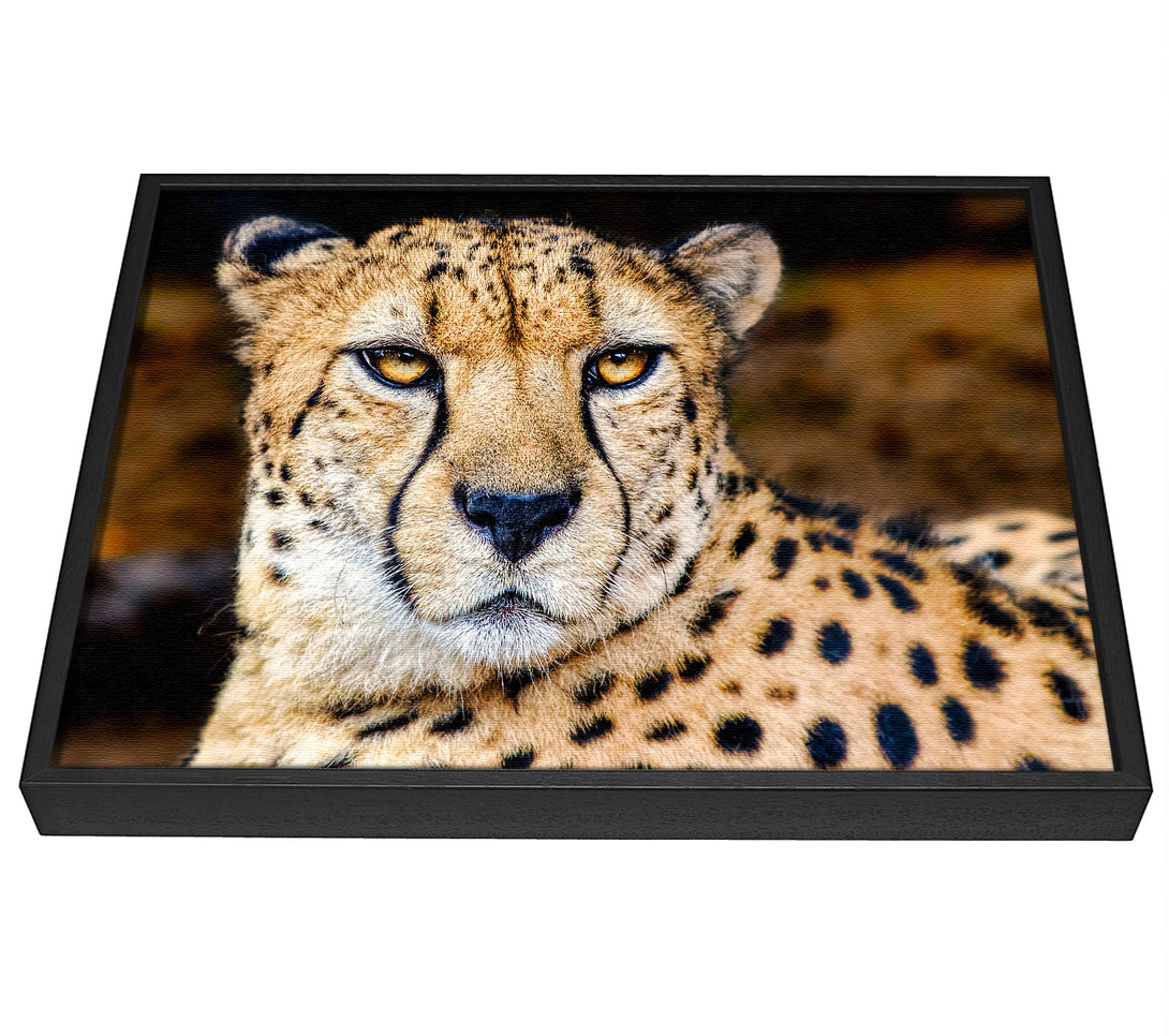 A picture of a Beautiful Cheetah Face framed canvas print sold by Wallart-Direct.co.uk