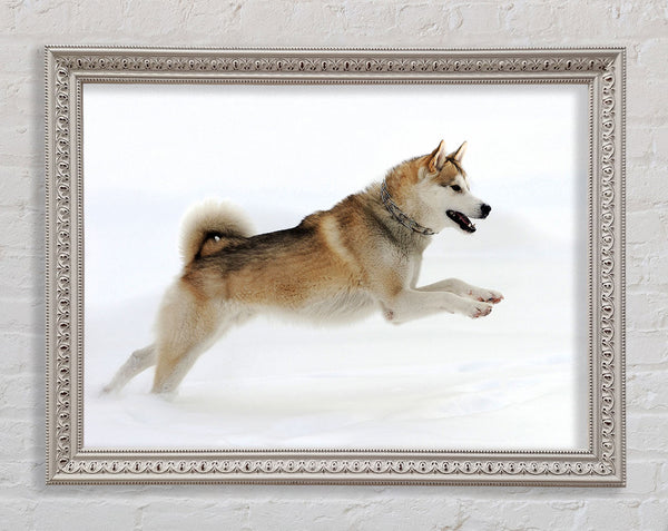 Husky Dog Snow Play