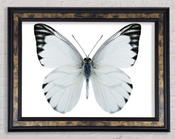 Black Tipped Butterfly Wings