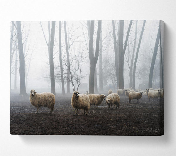 Sheep Forest