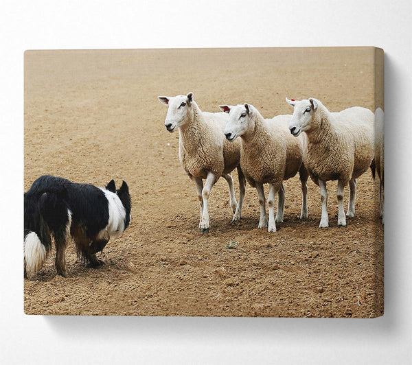 Sheepdog Roundup