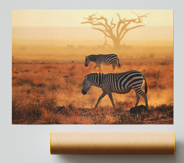 Sunset Zebra