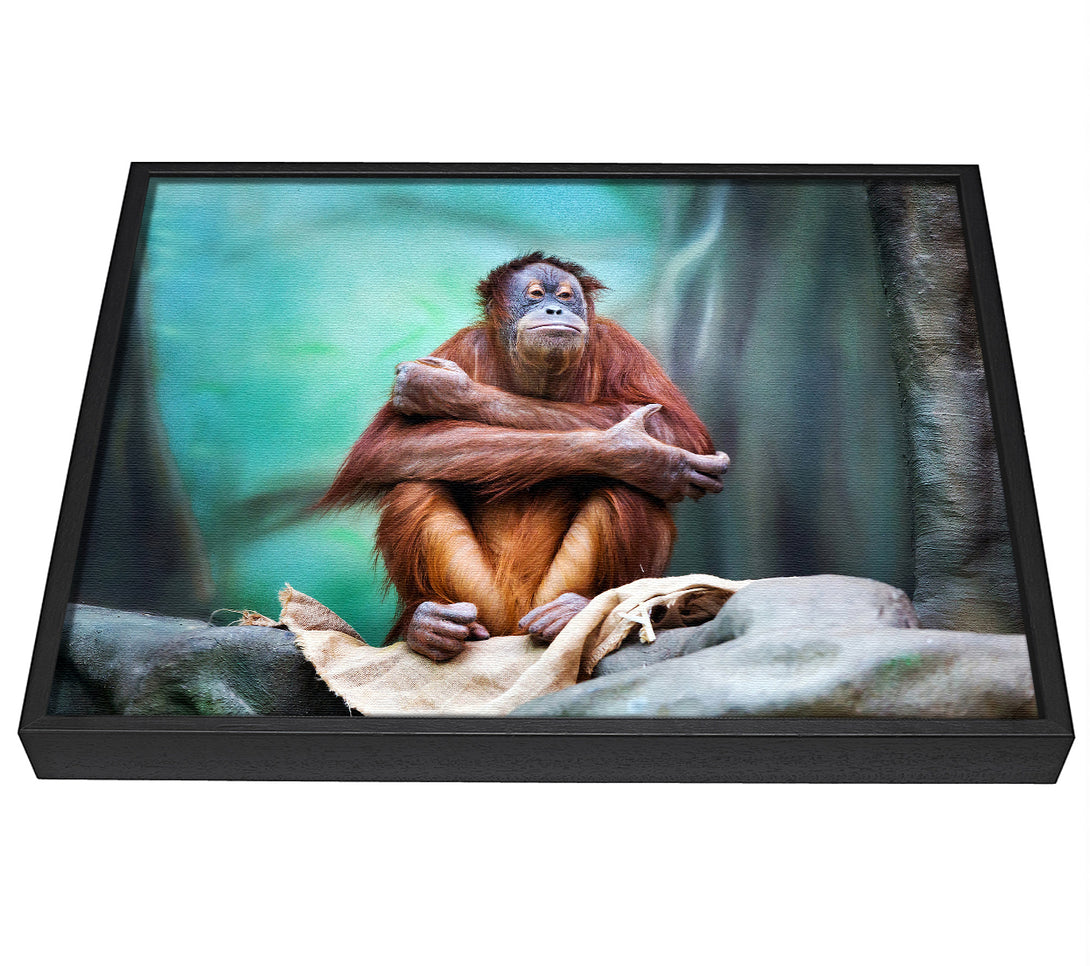 A picture of a Orangutan Forest framed canvas print sold by Wallart-Direct.co.uk