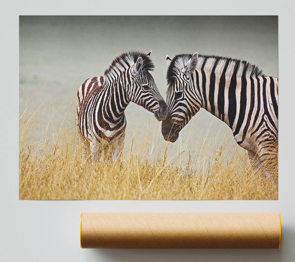 Mother And Baby Zebra