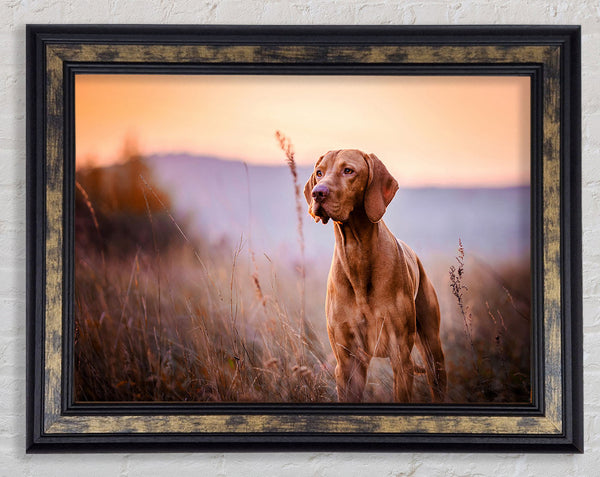 Vizsla Sunset Dog