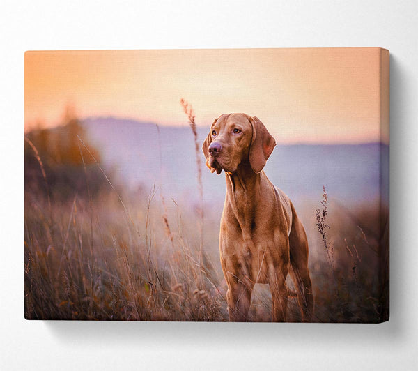 Vizsla Sunset Dog