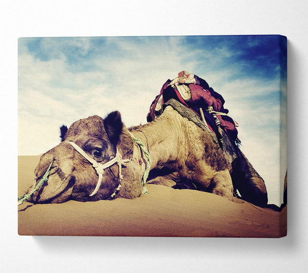 Camel Rest