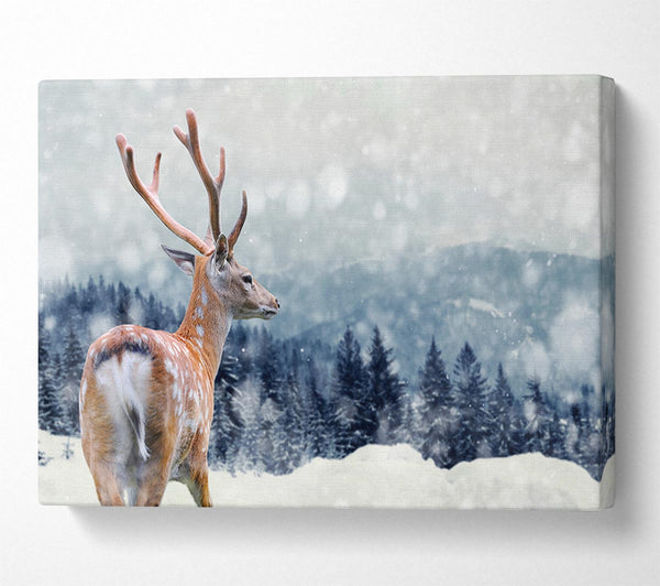 Winter Deer