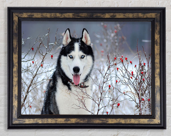 Husky Dog In The Winter