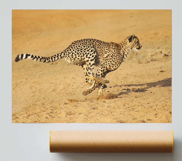 Cheetah Chase