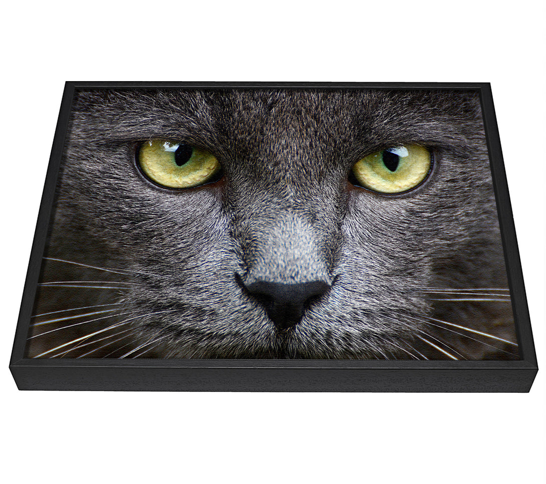 A picture of a Smokey Grey Cat framed canvas print sold by Wallart-Direct.co.uk