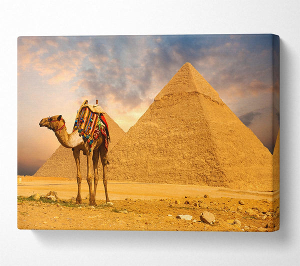 Camel Pyramids