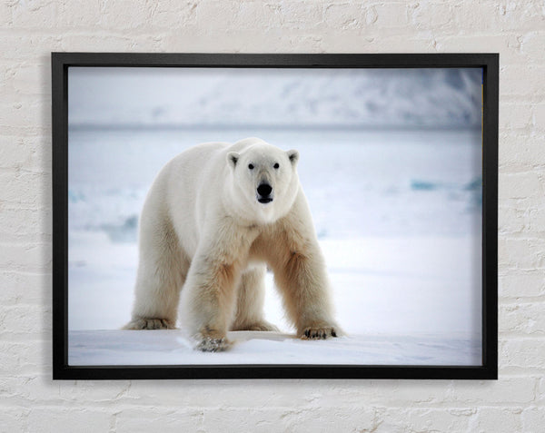 Polar Bear Snow