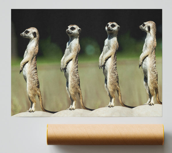 Meerkat Team