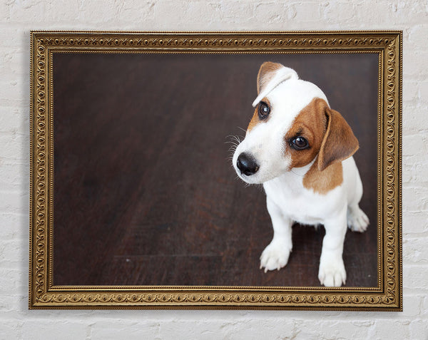 Inquisitive Dog Jack Russell Pup