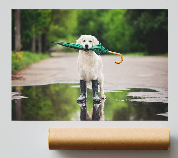 Dog Ready For A Walk In The Rain