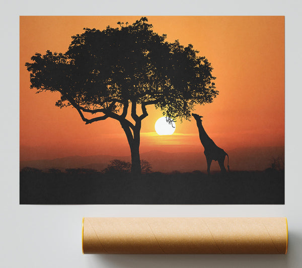 Giraffe Safari Sunset