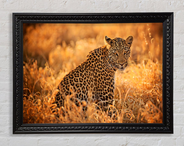 Leopard Sunset