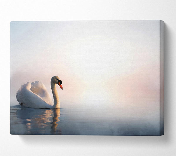 Misty Swan