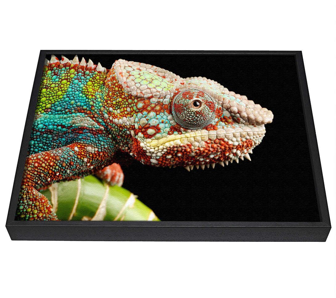 A picture of a Chameleon Face framed canvas print sold by Wallart-Direct.co.uk