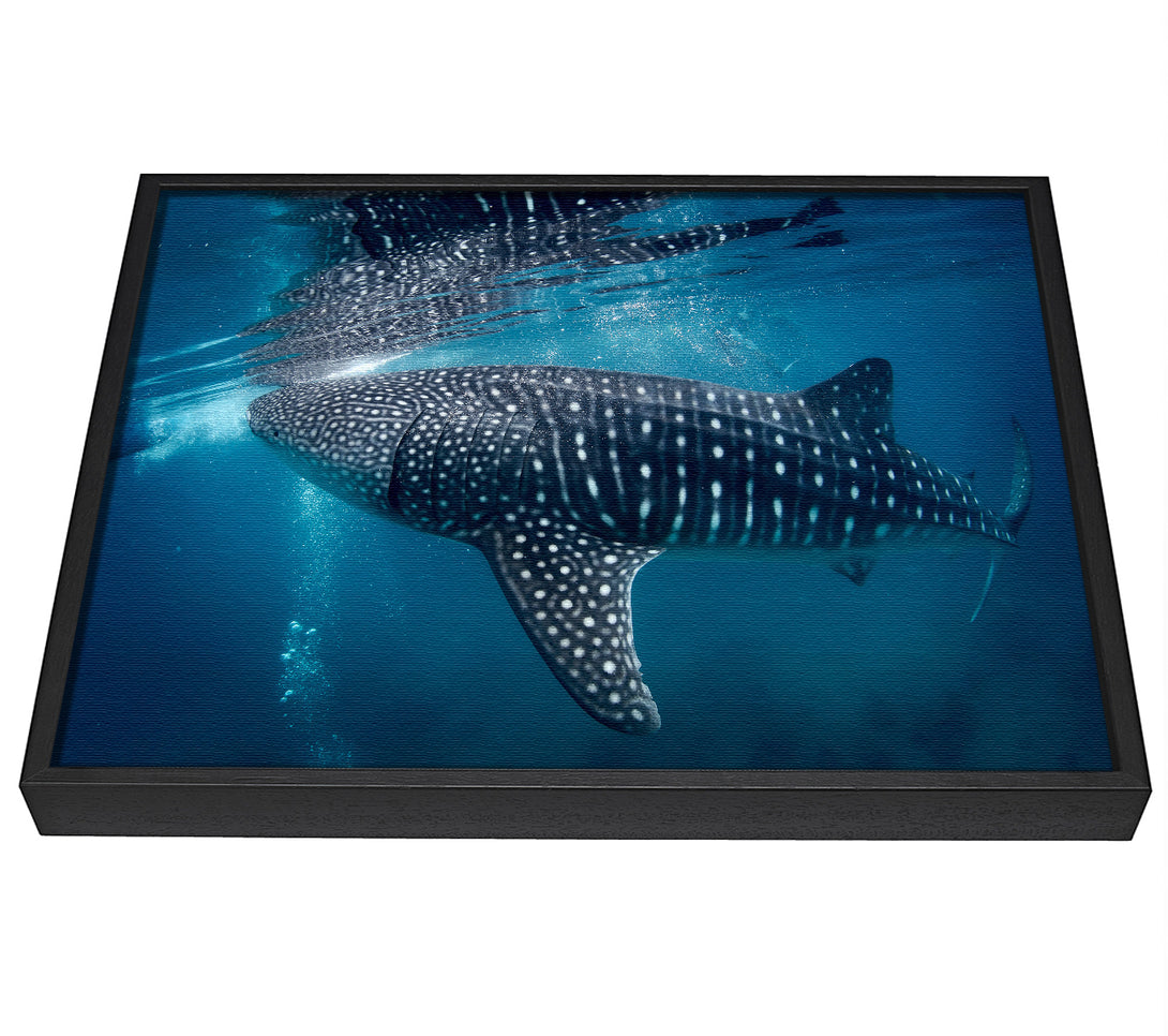 A picture of a Spotted Whale Shark framed canvas print sold by Wallart-Direct.co.uk