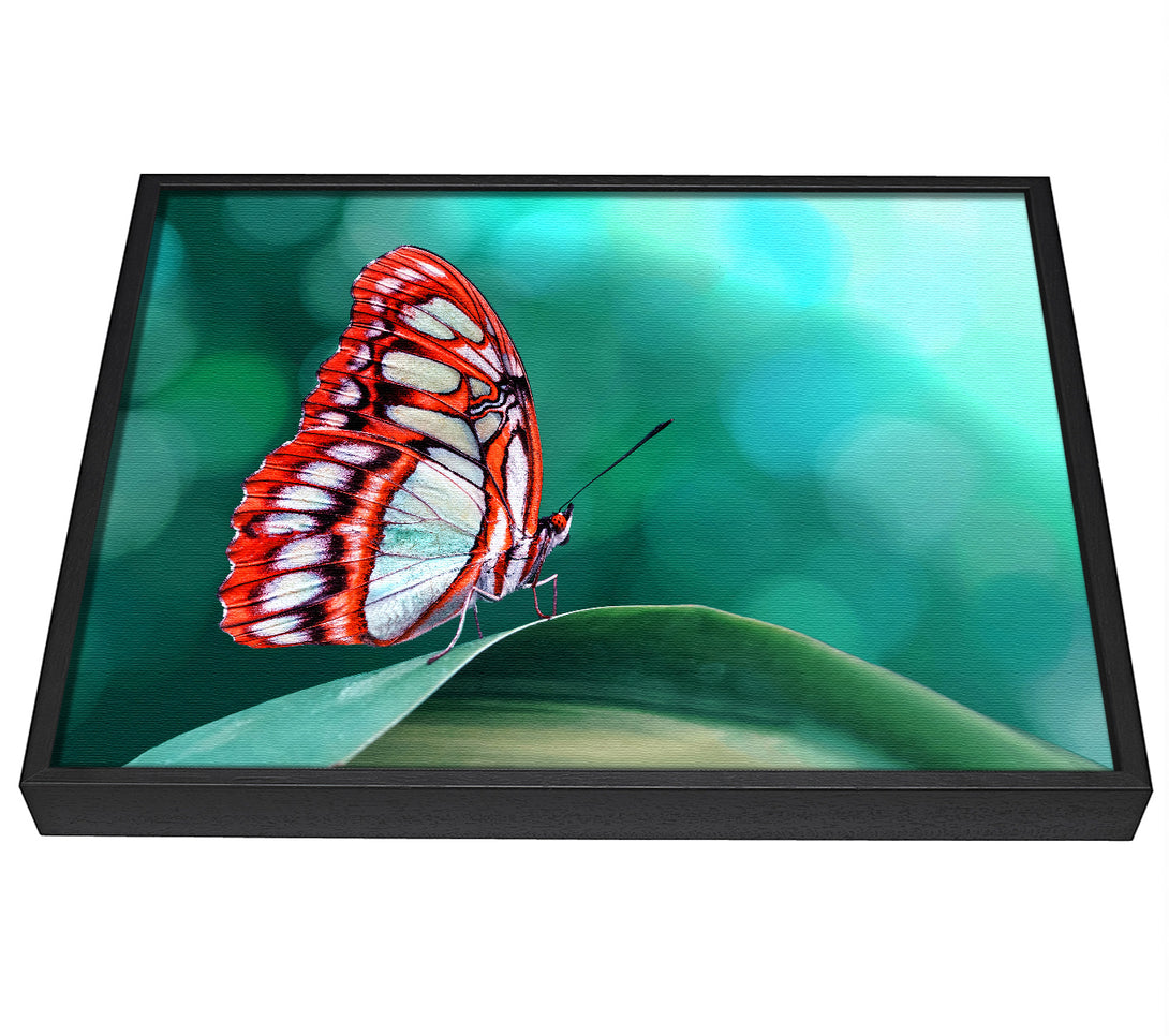 A picture of a Butterfly Wings 1 framed canvas print sold by Wallart-Direct.co.uk