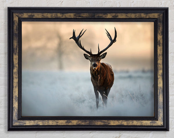 Beautiful Winter Stag