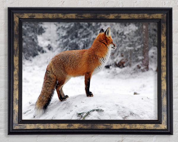 Winter Snow Fox