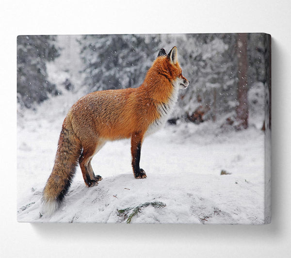 Winter Snow Fox