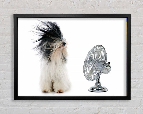 Old English Sheepdog Cooling Off