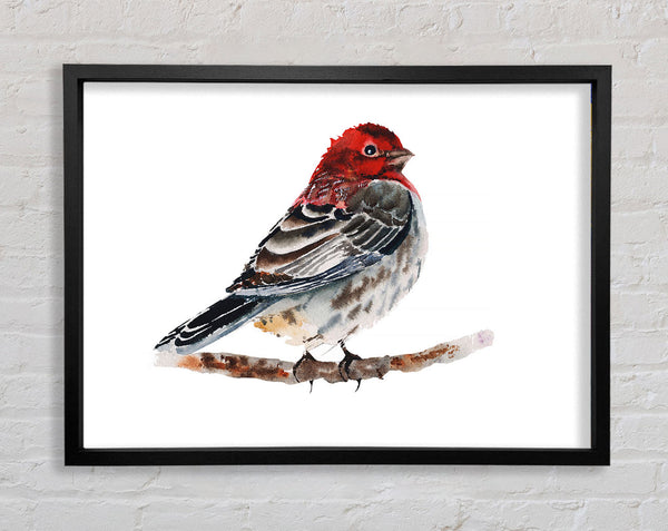 Red Finch