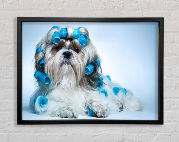 Shih Tzu Dog In Curlers