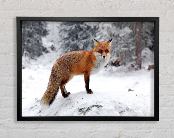 Snow Fox