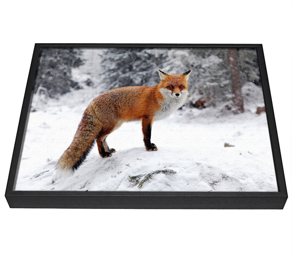 A picture of a Snow Fox framed canvas print sold by Wallart-Direct.co.uk