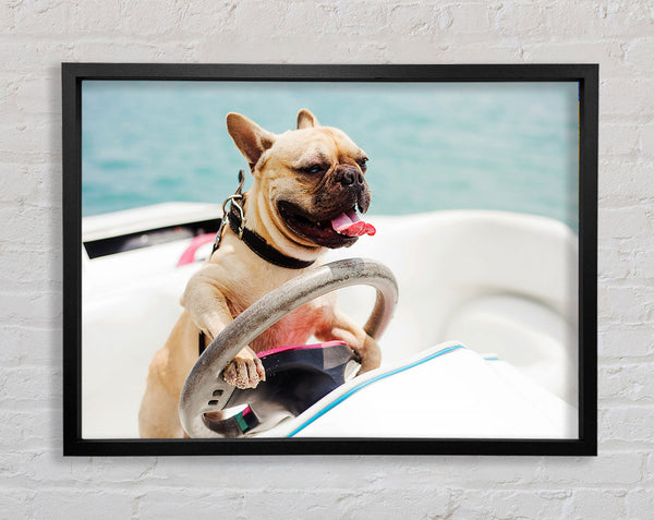 Speed boat French bulldog