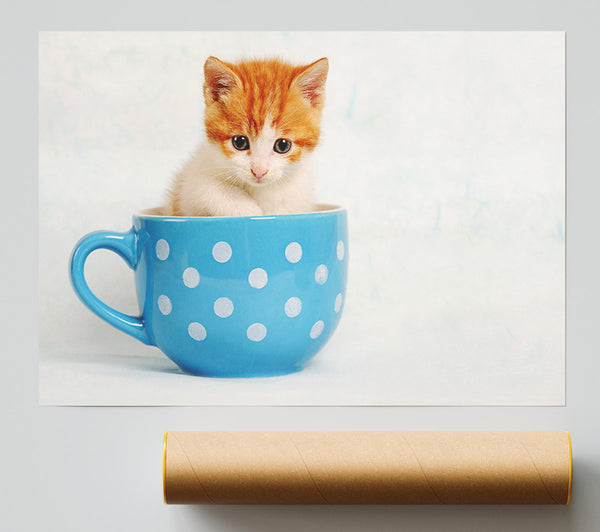 Tea Cup Kitten Cat