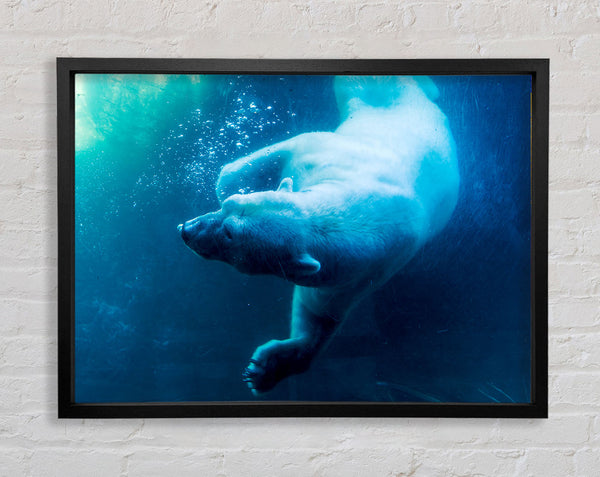 Polar Bear Swimming