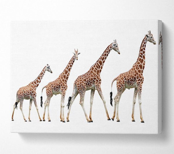 Giraffe Lineup