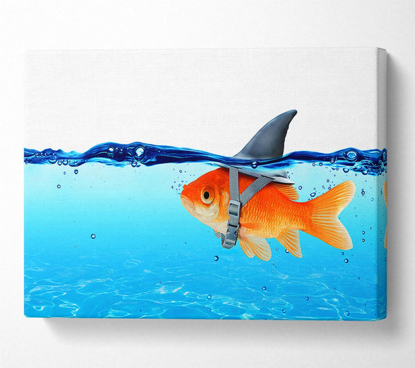 Goldfish Shark