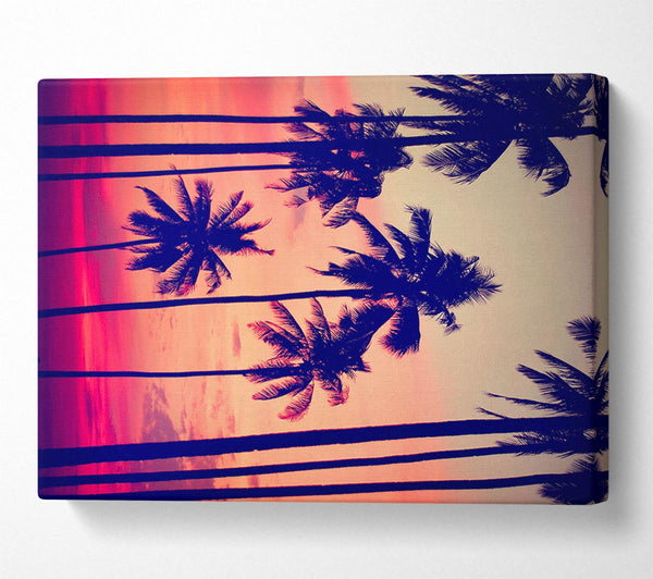 Californian Palm Trees