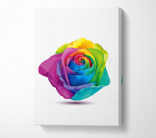 Rainbow Rose