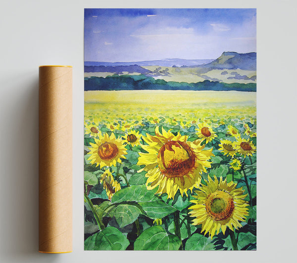 Sunflower Field