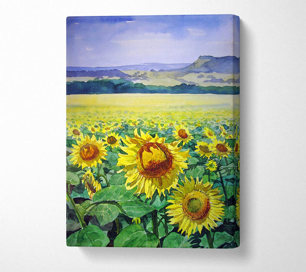 Sunflower Field