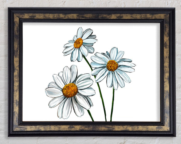 White Daisy Trio