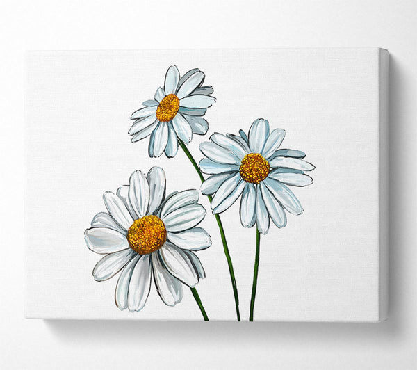 White Daisy Trio