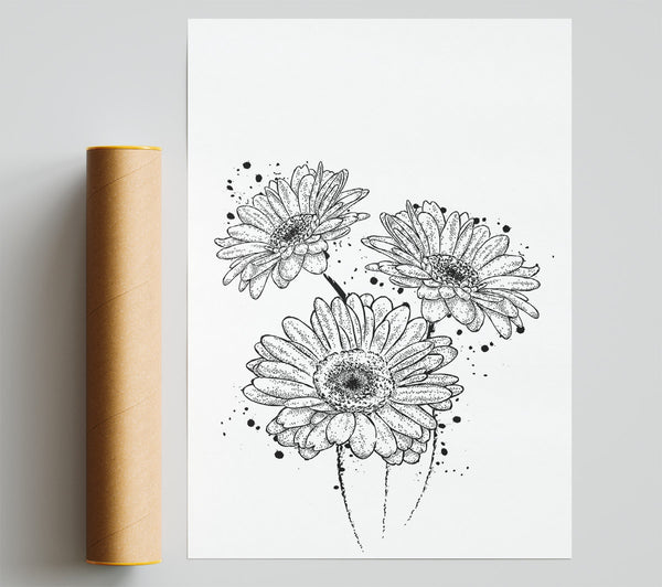 Black Daisy Splash