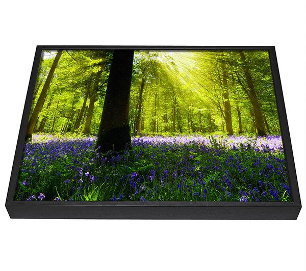 A picture of a Bluebell Sun Blaze framed canvas print sold by Wallart-Direct.co.uk