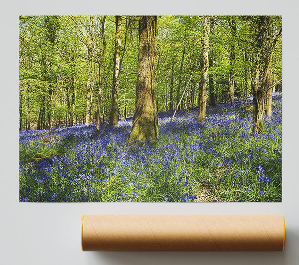 Bluebell Woodland