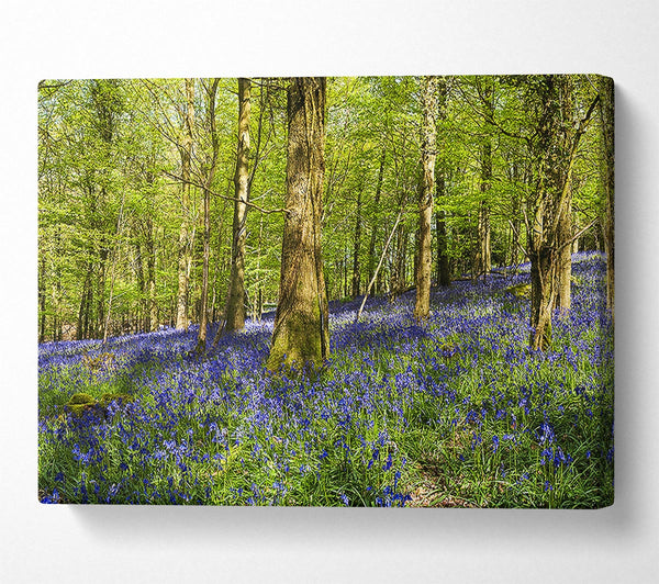 Bluebell Woodland